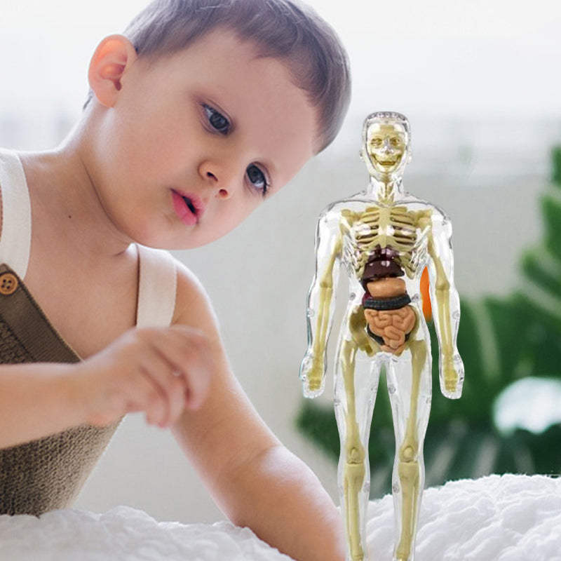 3D human body torso model for kids anatomy model skeleton